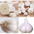 Supply Crop Normal White Fresh Garlic